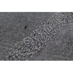 Shepherd and Flock (Aerial)