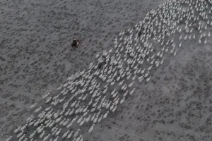 Shepherd and Flock (Aerial), 2021