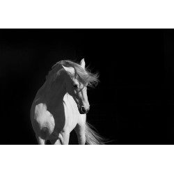 Stallion on Black
