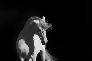 Stallion on Black, 2008