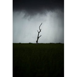 Single Oak on Highway 1 (Louisiana)