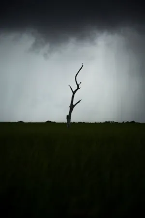 Single Oak on Highway 1 (Louisiana), 2019