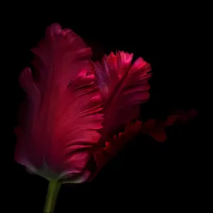 Red Parrot Tulip, 2010