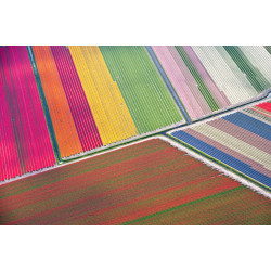 Tulip fields between Sassenheim and Lisse
