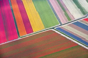 Tulip fields between Sassenheim and Lisse, 2012