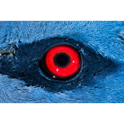 Goura Victoria Pigeon's eye