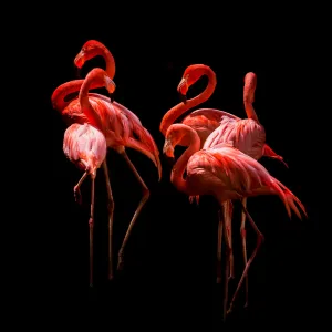 American flamingos, 2016