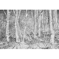Black and white abstract