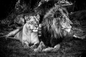 King and Queen, 2014